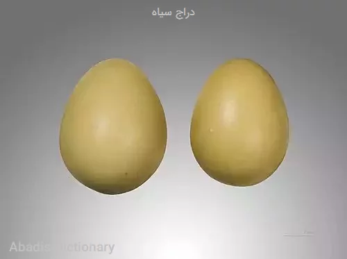 دراج سیاه